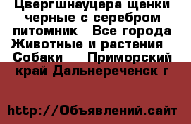 Цвергшнауцера щенки черные с серебром питомник - Все города Животные и растения » Собаки   . Приморский край,Дальнереченск г.